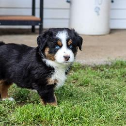 Miniature Australian Shepherd and Toy Australian Shepherd Puppies from Blue Springs Aussies