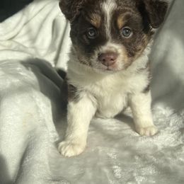 Miniature Australian Shepherd Puppies from Amberwood DD Aussies