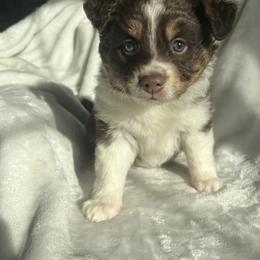 Miniature Australian Shepherd Puppies from Amberwood DD Aussies