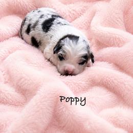 Poppy - Blue merle female Australian Shepherd puppy in Howardsville, Virginia from Spectacular Aussies and Cavaliers