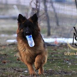 Ruby - German Shepherd