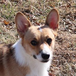Reba - Pembroke Welsh Corgi