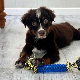 Jan Brady - Red tri female Toy Australian Shepherd puppy in Sulphur, Louisiana from Triple J Aussies and Corgis