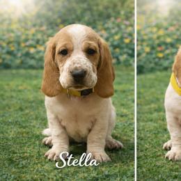 Stella - Lemon and white female Basset Hound puppy in Manorville, New York from Lil Family Farm