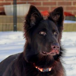 Phoenix - German Shepherd