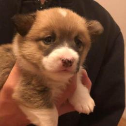 Pembroke Welsh Corgis from L’s Back Run Corgi’s