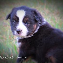 Miniature Australian Shepherd and Toy Australian Shepherd Puppies from Cooper Creek Aussies