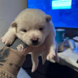 Eleven - White female Pomsky puppy in Oak Harbor, Washington from Island Pomskies