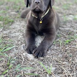 Labrador Retriever Puppies from Lonestar Labradors C&E
