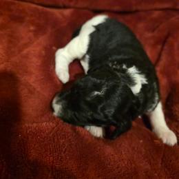 Haven - Parti female Labradoodle puppy in Churchill County Fallon, Nevada from Card Family Ranch