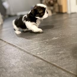 Shih Tzu Puppies from Amanda's Shih Tzu