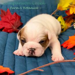 Buckeye - Fawn and white male French Bulldog puppy in Bowman, Georgia from Companion Creek Farm