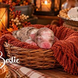 Bestie - Red tri-color female Aussiedoodle puppy in Roebuck, South Carolina from Dani's Dandy Doodles