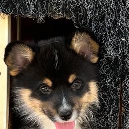 Sneezy - Black and tan male American Corgi puppy in Tome, New Mexico from Blue Diamond Welsh corgis