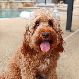 Daisy - Goldendoodle