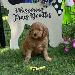 Girl 2 - Red  female Goldendoodle puppy in Jonesville, Michigan from Whispering Pines Doodles