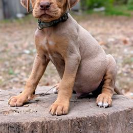 Teal - Red merle male Catahoula Leopard Dog puppy in Huntsville, Arkansas from ArkieHoulas