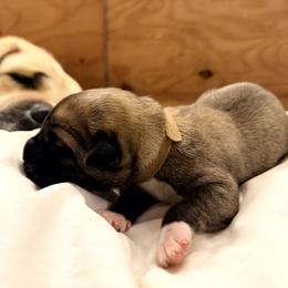Boy 4 - Fawn male Anatolian Shepherd Dog puppy in Kalispell, Montana from Wild Rooster Family Farm – AKC Anatolian Shepherd Breeder, OFA Health Tested