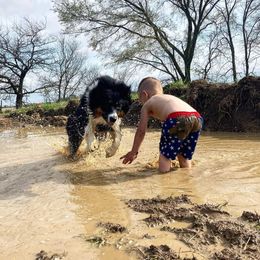 Australian Shepherd Puppies from Grand Ridge Australian Shepherds