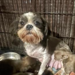 Diamond - Shih Tzu