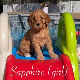 Sapphire - Red  female Goldendoodle puppy in Beverly Hills, Florida from Bundle of Joy Doodles