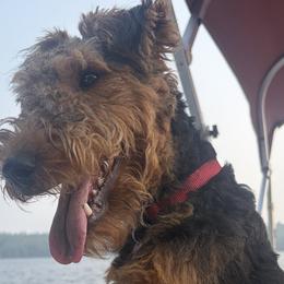 Skipp - Welsh Terrier