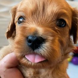 Reef - Red male Cavapoo puppy in Van Alstyne, Texas from Home Grown Puppies