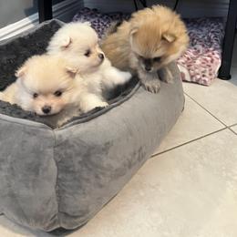 Pomeranian Puppies from Adorable PomPoms