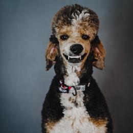 Patriot - Poodle