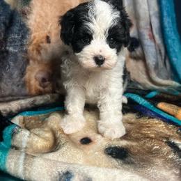 Tommy - Black & white male Maltipoo puppy in Clover, South Carolina from Cudi’s Buddies