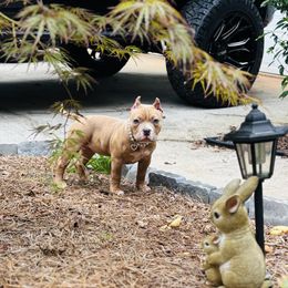 Aria - Fawn sable female American Bully puppy in Carrollton, Georgia from East Bound and Down Bully’s