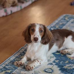 Ruby - Dachshund