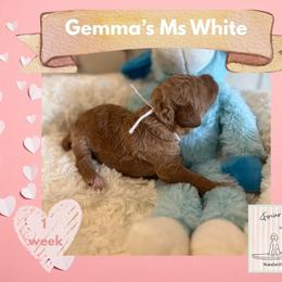 Girl 7 - female Poodle puppy in Ocean Springs, Mississippi from Forever Summer Standard Poodles