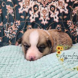 Buns DM CLEAR - Red male Pembroke Welsh Corgi puppy in Idaho from Arrowleaf Corgis