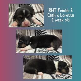 RHT Fem 2 - Black and tan female Pembroke Welsh Corgi puppy in Stephenville, Texas from Rising JM Pembrokes