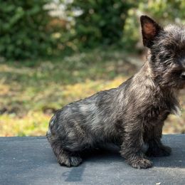 Jiffy - Black brindle female Cairn Terrier puppy in Mountain Grove, Missouri from CreekTop