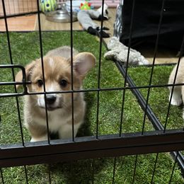 Pembroke Welsh Corgi Puppies from Shenanigans Ranch