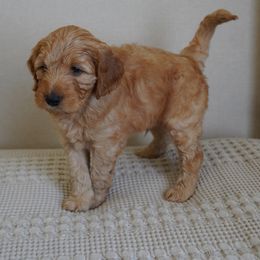 Blue - Apricot male Goldendoodle puppy in Elk Grove, California from Foxi Goldendoodle