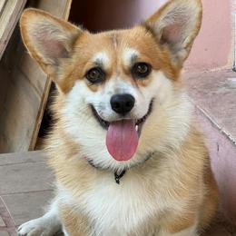 Cooper - Pembroke Welsh Corgi