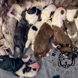 Girl 5 (litter name tbd) - Black and white female Sheepadoodle puppy in Edmond, Oklahoma from Rock N Roll Doodles