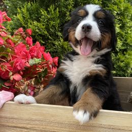 Bernese Mountain Dog Puppies from A little bit of heaven