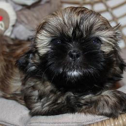 Girl 1 - Red female Shih Tzu puppy in Craig, Colorado from Rocky Mountain Shih Tzus and Dry Creek Miniature Dachshunds