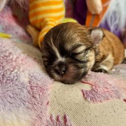 Zinnia (Zinni) - Black female Mi-Ki puppy in Toronto, Ohio from Shekinah’s Mi-Kis & Cricket Hill’s Westies
