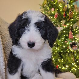 Onyx - Black and white male Bernedoodle puppy in Shelton, Washington from NW Bernedoodles of Washington