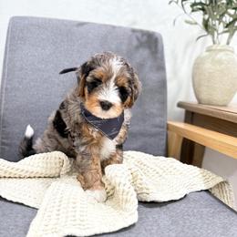 Bobble - Merle male Bernedoodle puppy in Payson, Utah from The Puppy Nest