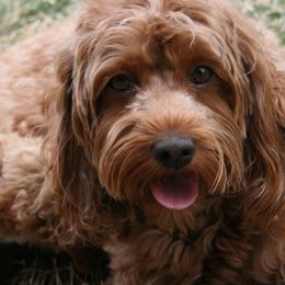 Cavapoos from Liberty Hill Texas Cavapoos