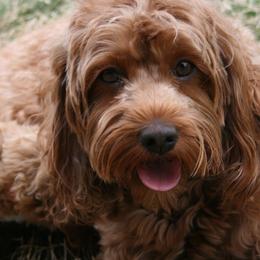 Cavapoos from Liberty Hill Texas Cavapoos