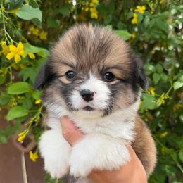 Girl 5 - Red female Pembroke Welsh Corgi puppy in Bakersfield, California from Kern River Corgis