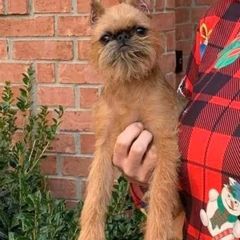 Reba - Brussels Griffon