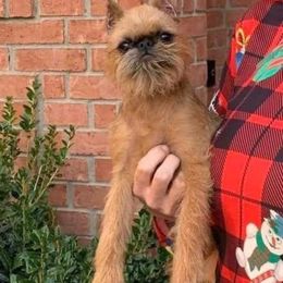 Reba - Brussels Griffon